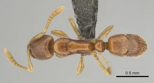 Hypoponera jeanneli specimen CASENT0250602 image casent0250602_1