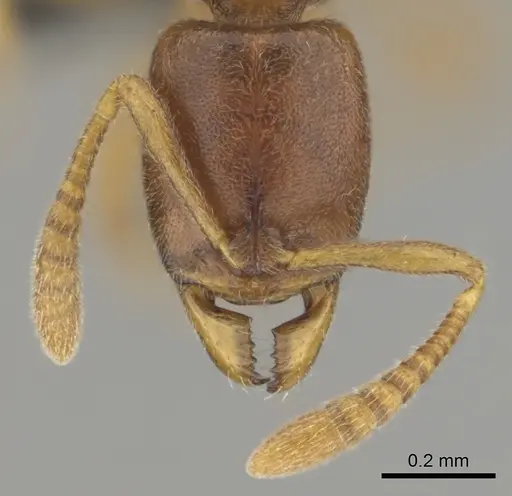 Hypoponera jeanneli specimen CASENT0250602 image casent0250602_3