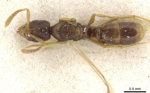Hypoponera jeanneli specimen CASENT0915185 image casent0915185_1