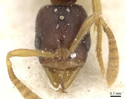 Hypoponera jeanneli specimen CASENT0915185 image casent0915185_2