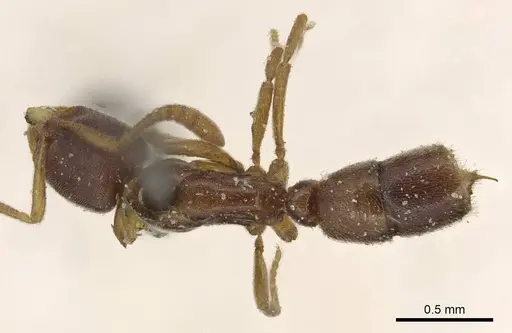 Hypoponera jeanneli specimen CASENT0915198 image casent0915198_1
