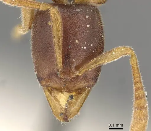 Hypoponera jeanneli specimen CASENT0915198 image casent0915198_2