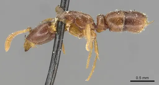 Hypoponera jeanneli specimen CASENT0915198 image casent0915198_3