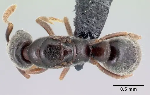 Hypoponera johannae specimen CASENT0060272 image casent0060272_1