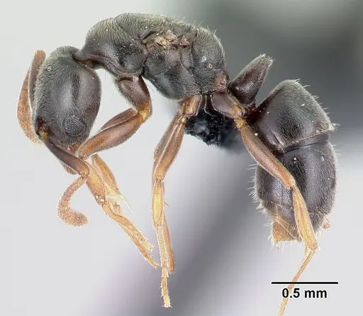 Hypoponera johannae specimen CASENT0060272 image casent0060272_3