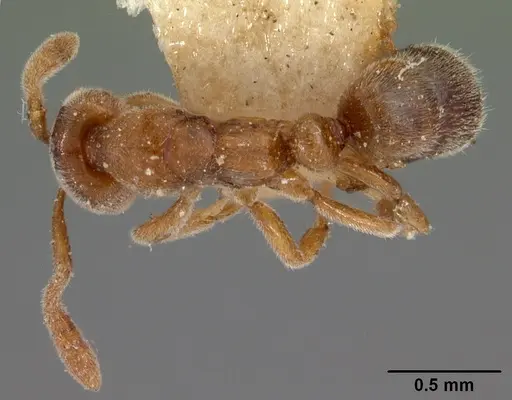 Hypoponera johannae specimen CASENT0102139 image casent0102139_1