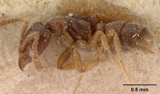 Hypoponera johannae specimen CASENT0102140 image casent0102140_3