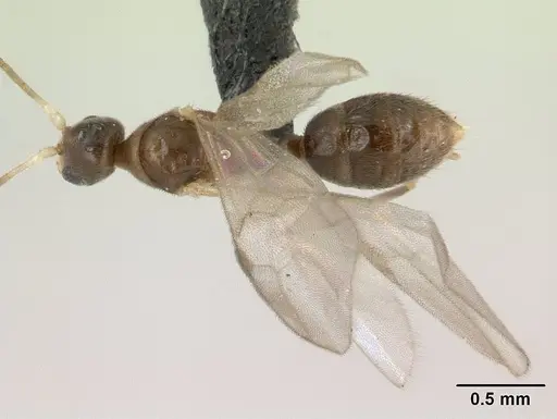 Hypoponera johannae specimen CASENT0132622 image casent0132622_1