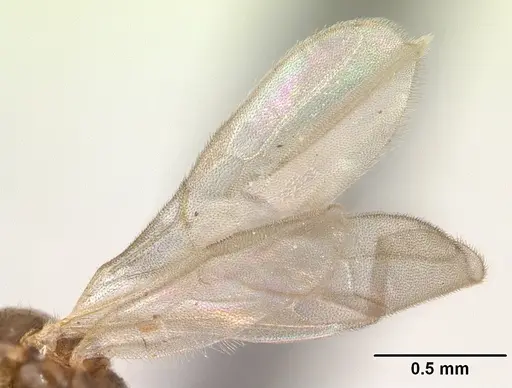 Hypoponera johannae specimen CASENT0132622 image casent0132622_4
