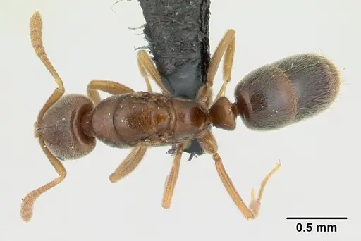 Hypoponera johannae specimen CASENT0132716 image casent0132716_1