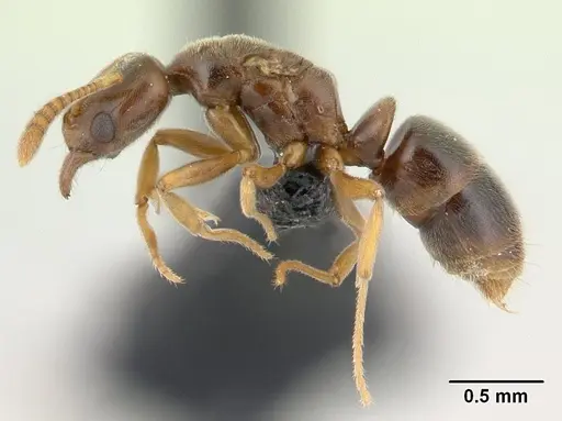 Hypoponera johannae specimen CASENT0132716 image casent0132716_3