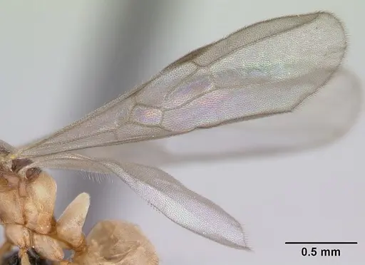 Hypoponera johannae specimen CASENT0133883 image casent0133883_4