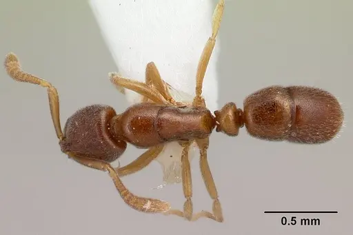Hypoponera lassa specimen CASENT0226550 image casent0226550_1