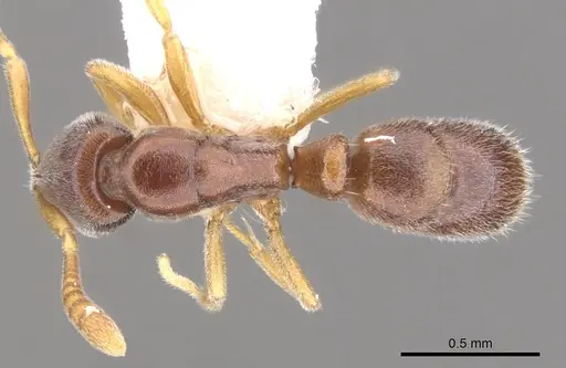 Hypoponera lassa specimen CASENT0902551 image casent0902551_1