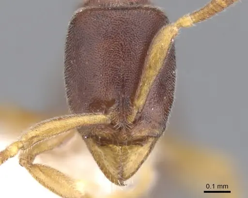 Hypoponera lassa specimen CASENT0902551 image casent0902551_2