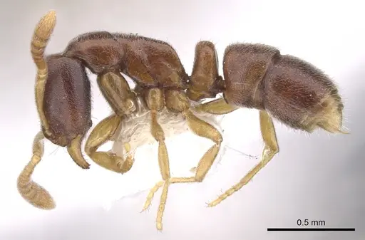Hypoponera lassa specimen CASENT0902551 image casent0902551_3