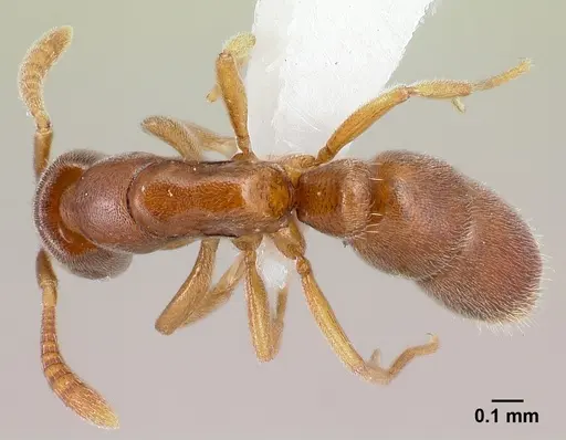 Hypoponera lepida specimen CASENT0217351 image casent0217351_1