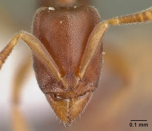 Hypoponera lepida specimen CASENT0217351 image casent0217351_2