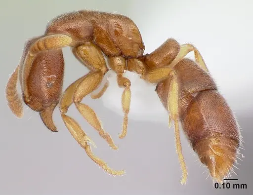 Hypoponera lepida specimen CASENT0217351 image casent0217351_3
