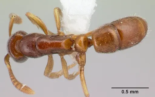 Hypoponera lepida specimen CASENT0218477 image casent0218477_1