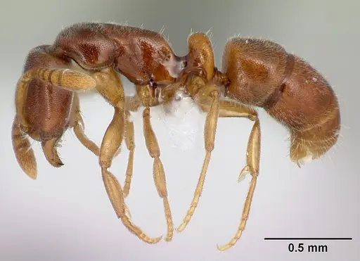 Hypoponera lepida specimen CASENT0218477 image casent0218477_3