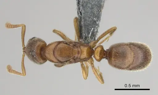 Hypoponera lepida specimen CASENT0815865 image casent0815865_1