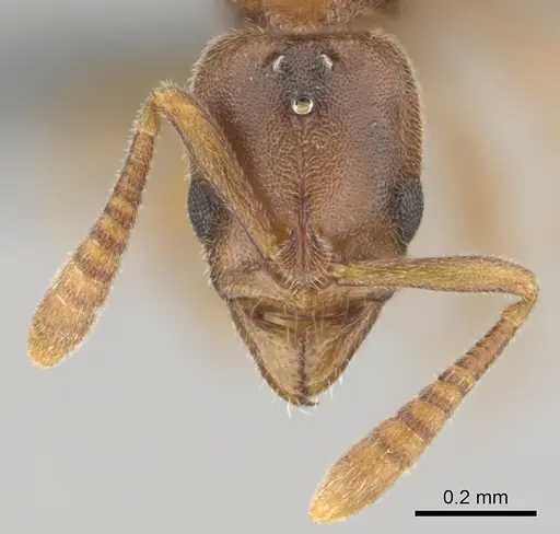 Hypoponera lepida specimen CASENT0815865 image casent0815865_3