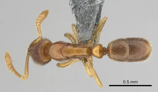 Hypoponera lepida specimen CASENT0815866 image casent0815866_1