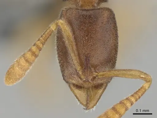 Hypoponera lepida specimen CASENT0815866 image casent0815866_2