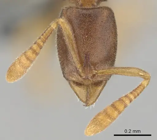 Hypoponera lepida specimen CASENT0815866 image casent0815866_3