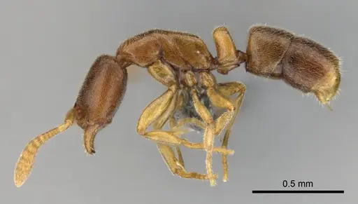 Hypoponera lepida specimen CASENT0815866 image casent0815866_4