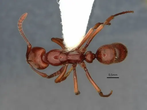 Hypoponera leveillei specimen CASENT0882075 image casent0882075_1