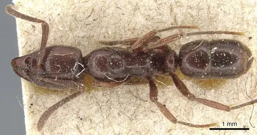 Hypoponera leveillei specimen CASENT0903935 image casent0903935_1
