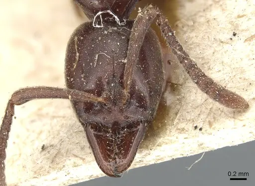 Hypoponera leveillei specimen CASENT0903935 image casent0903935_2