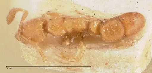 Hypoponera longiceps specimen FOCOL0996 image focol0996_1
