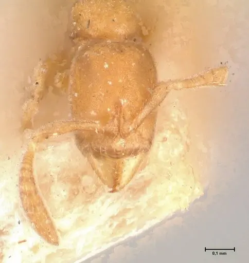 Hypoponera longiceps specimen FOCOL0996 image focol0996_2