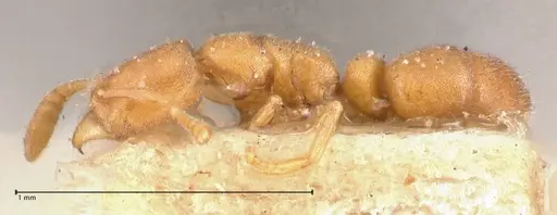 Hypoponera longiceps specimen FOCOL0996 image focol0996_3