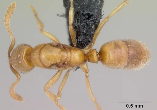 Hypoponera ludovicae specimen CASENT0055847 image casent0055847_1