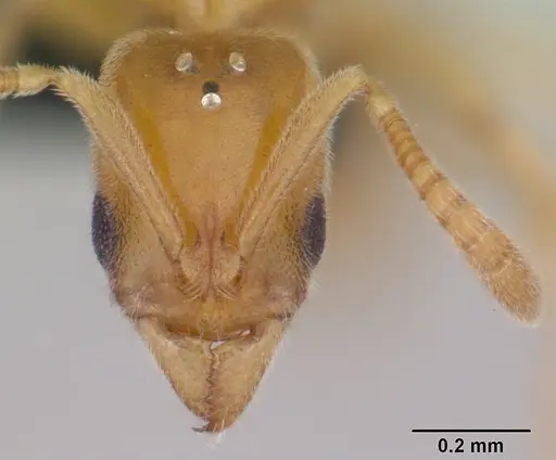 Hypoponera ludovicae specimen CASENT0055847 image casent0055847_2
