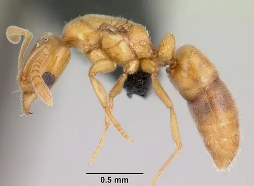 Hypoponera ludovicae specimen CASENT0055847 image casent0055847_3