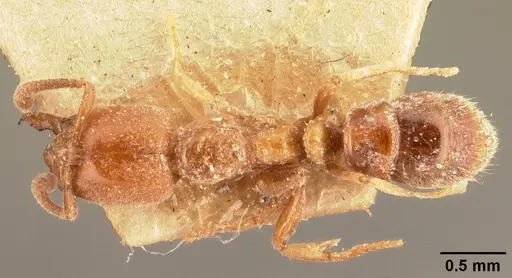 Hypoponera ludovicae specimen CASENT0101020 image casent0101020_1