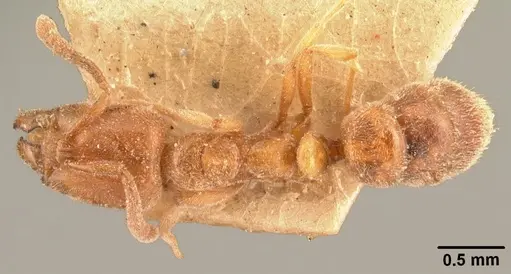Hypoponera ludovicae specimen CASENT0101021 image casent0101021_1