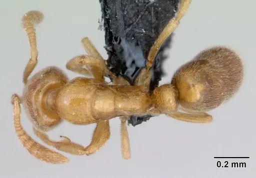 Hypoponera ludovicae specimen CASENT0135033 image casent0135033_1