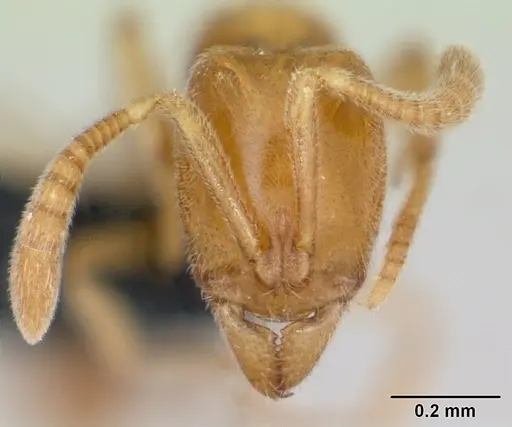 Hypoponera ludovicae specimen CASENT0135033 image casent0135033_2