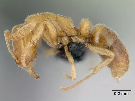 Hypoponera ludovicae specimen CASENT0135033 image casent0135033_3
