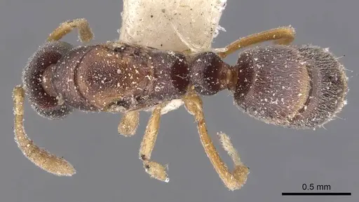 Hypoponera lumpurensis specimen CASENT0907317 image casent0907317_1