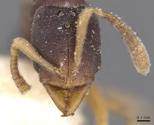 Hypoponera lumpurensis specimen CASENT0907317 image casent0907317_2