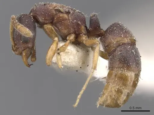 Hypoponera lumpurensis specimen CASENT0907317 image casent0907317_3