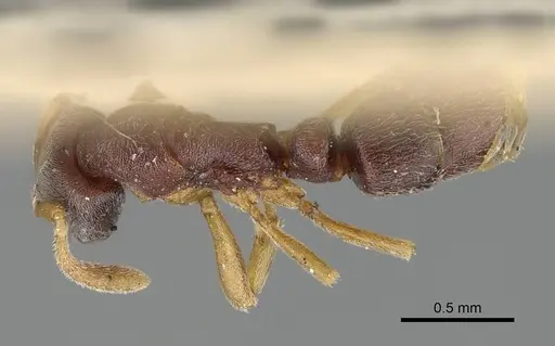 Hypoponera lumpurensis specimen CASENT0922245 image casent0922245_1