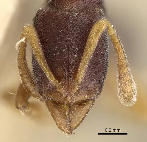 Hypoponera lumpurensis specimen CASENT0922245 image casent0922245_2